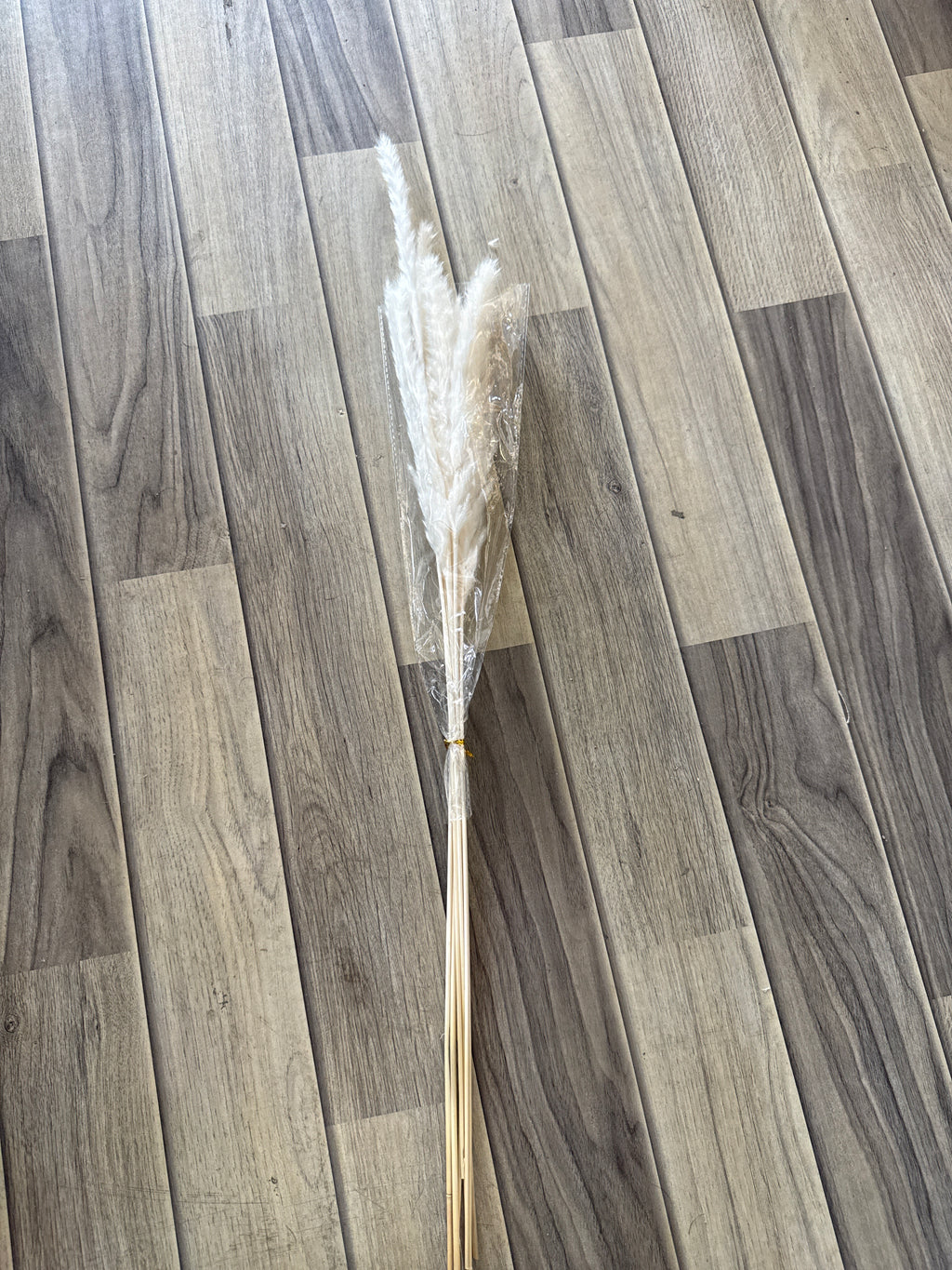 Bleached White Pampas