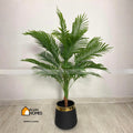 Palm arika Tree With White Pot
