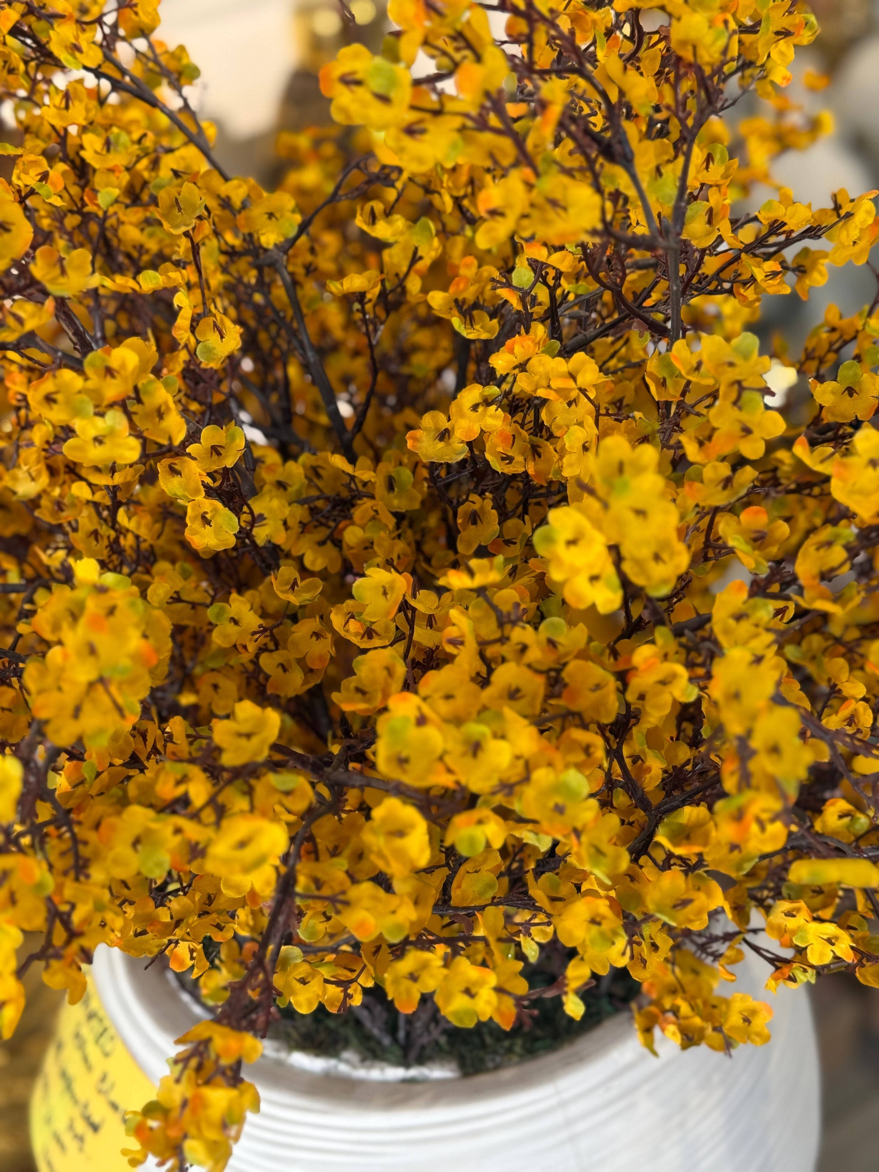 Imported Yellow Blossom 🌼 With White Imported Pot Fitted
