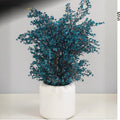 Shocking Blue Bloosom Plant with Imported White Fibre Pot