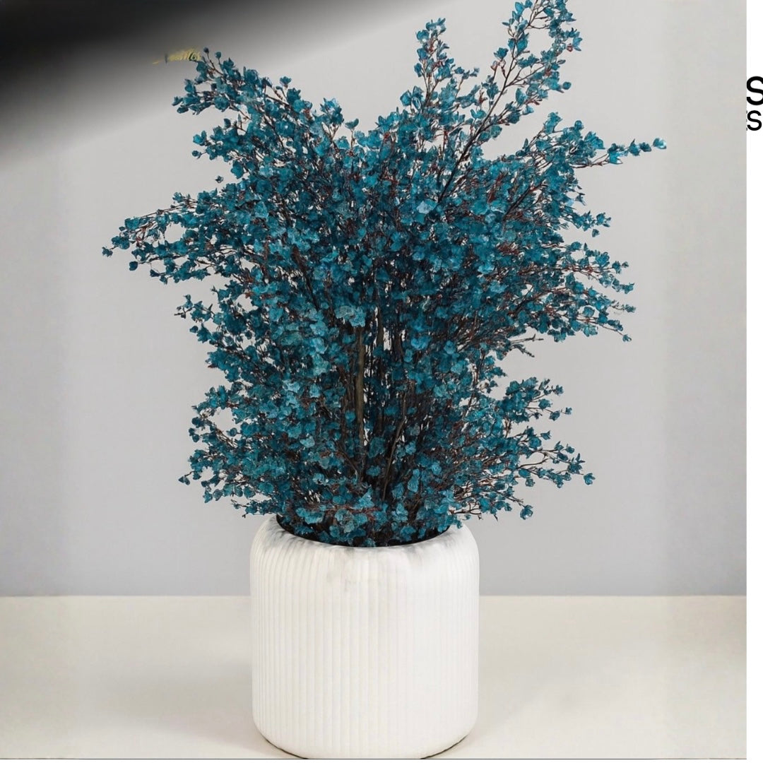 Shocking Blue Bloosom Plant with Imported White Fibre Pot