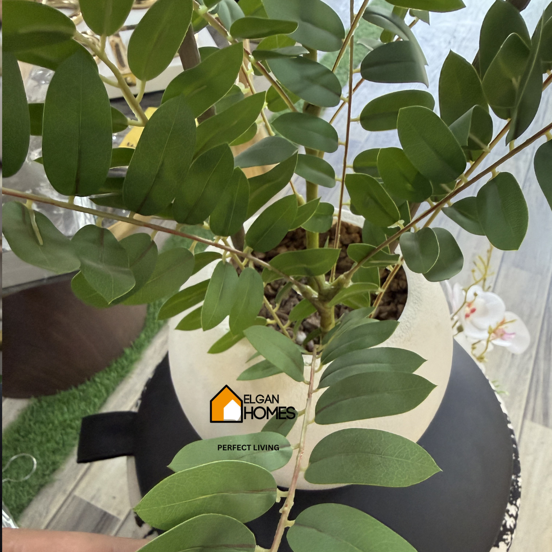Imported Large Kari Plant 🌱