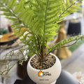 Imported Green Palma pot For tables and Washroom
