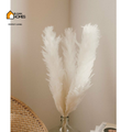 Bleached White Pampas