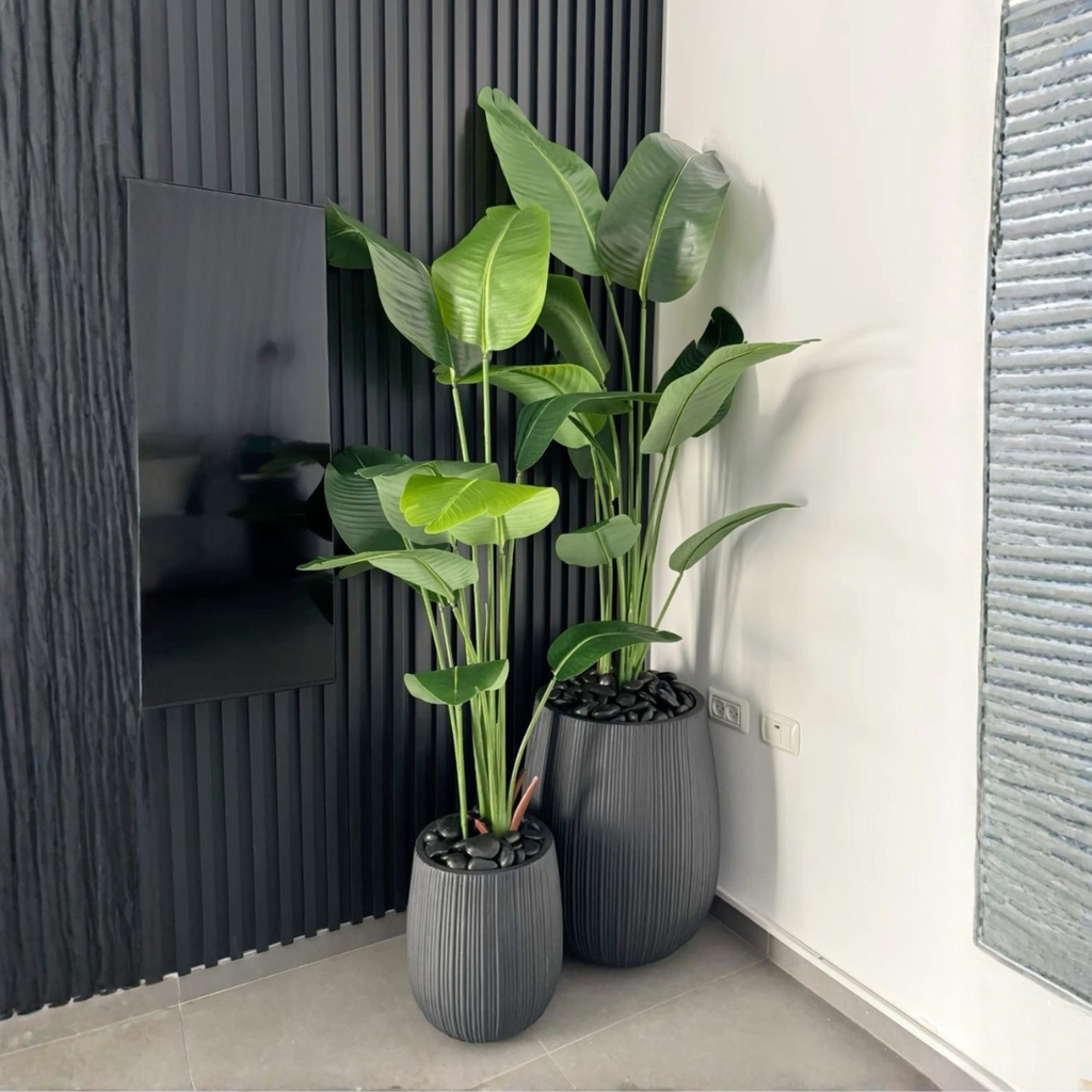 imported Banana Palm
