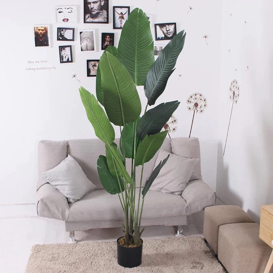 imported Banana Palm