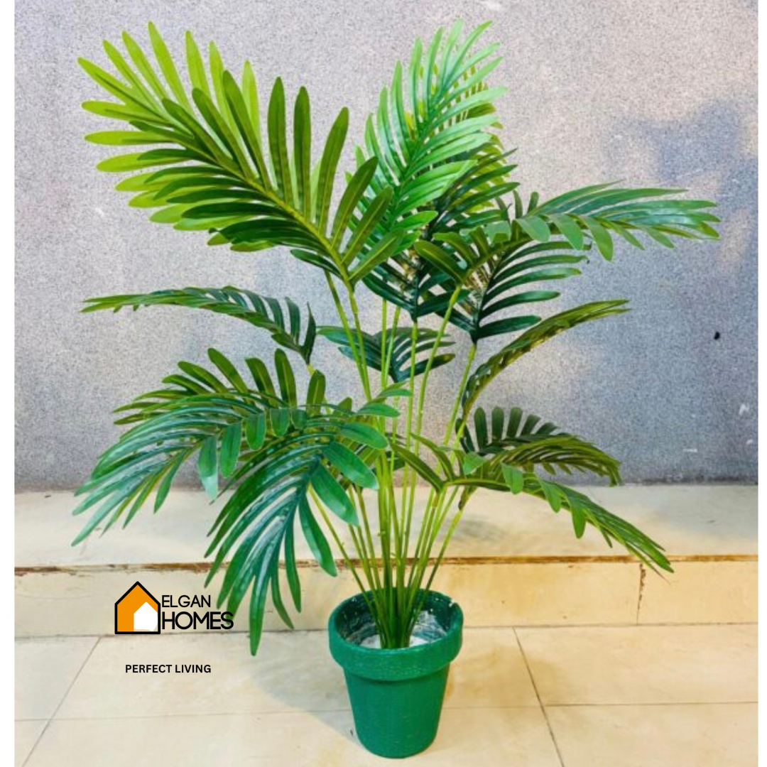 Small arika plant