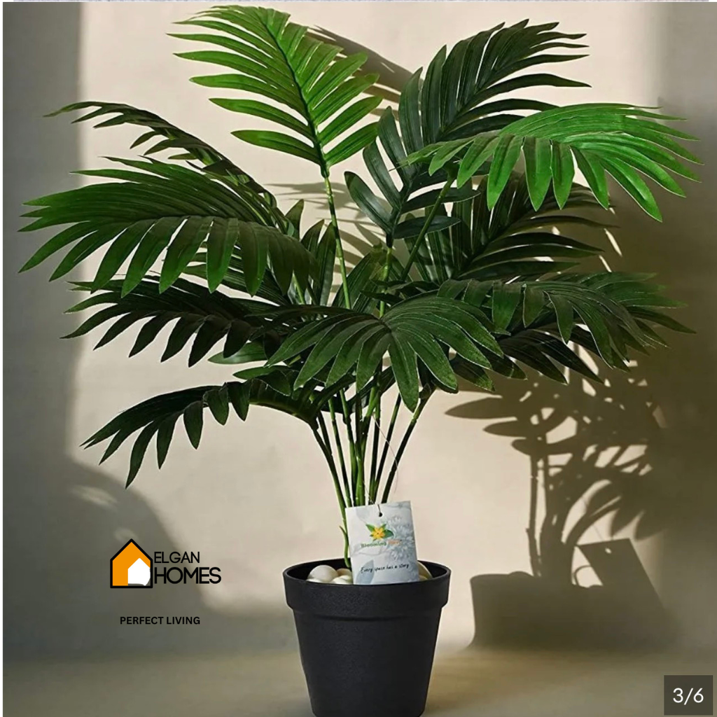 Small arika plant