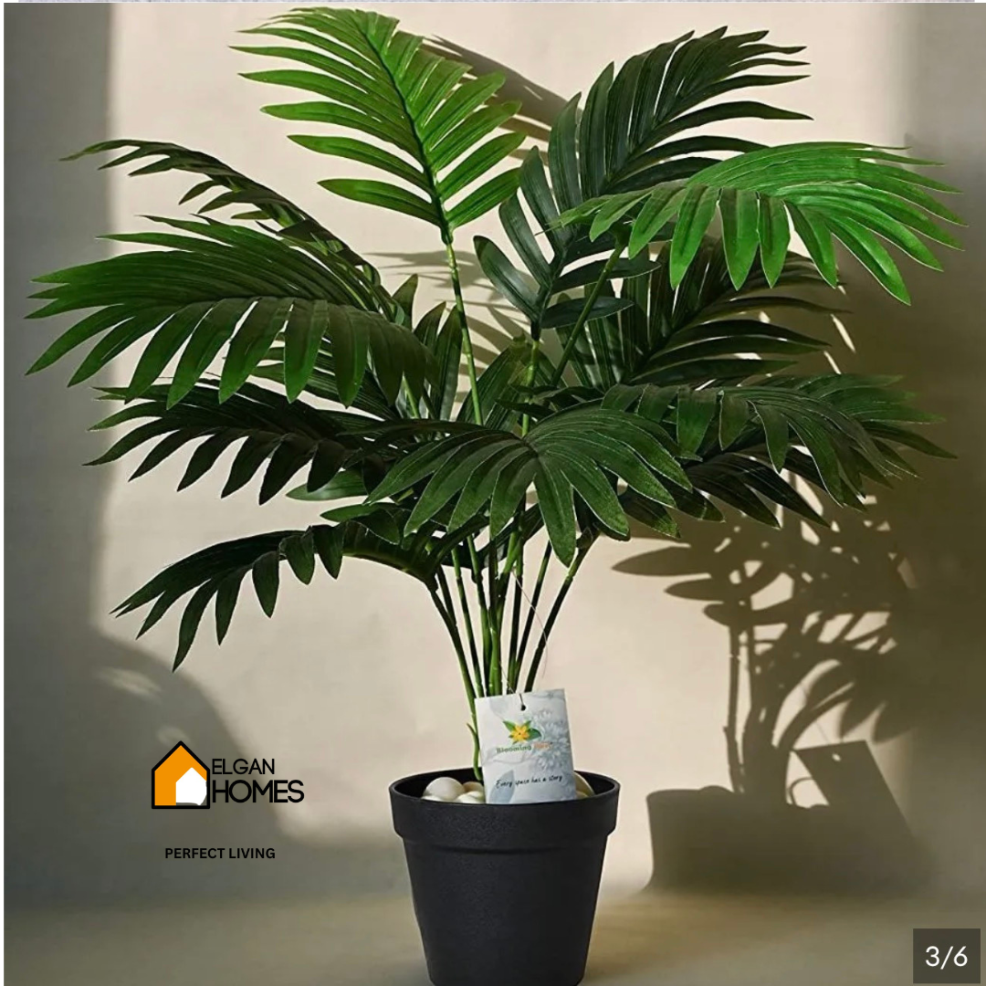 Small arika plant
